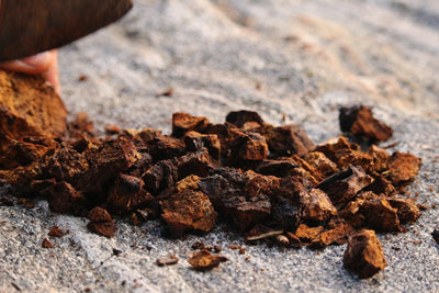 Chaga - Fight Inflammation and Recharge Your Immune System